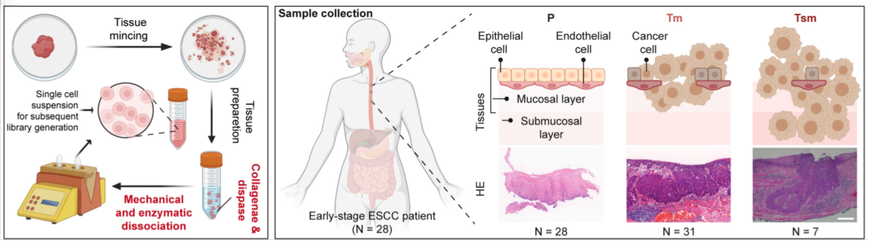 我校华西医院在Cell发表研究文章 首次发现食管鳞癌治疗新靶点与新干预小分子-四川大学科学技术发展研究院